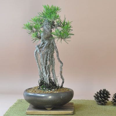 根上がりの黒松盆栽の盆栽を販売｜入門は盆栽妙 – 盆栽妙 本店