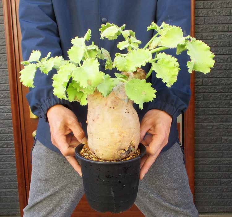 楽天市場】キフォステンマの通販
