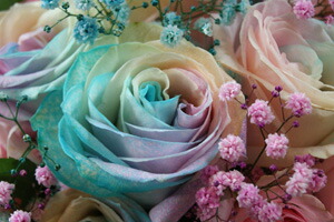 楽天市場】レインボーローズ 虹色 バラ 薔薇 花束 【 花瓶の要らない