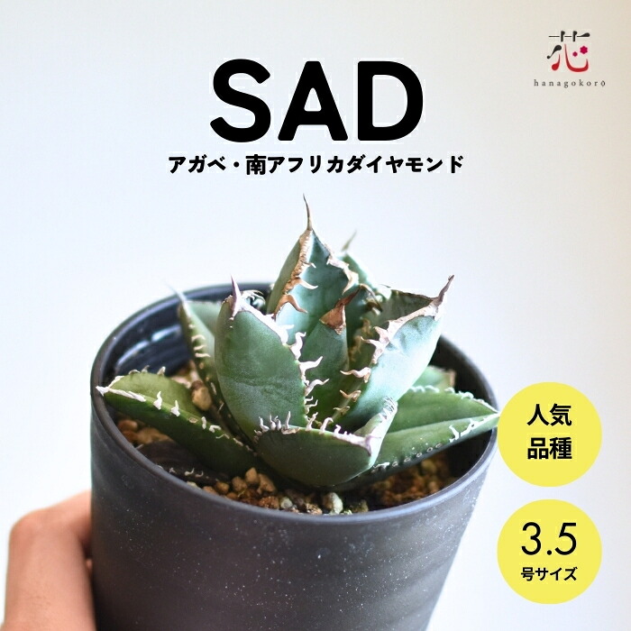 アガベ チタノタ」の人気商品一覧 | 安い商品を通販サイトから探す