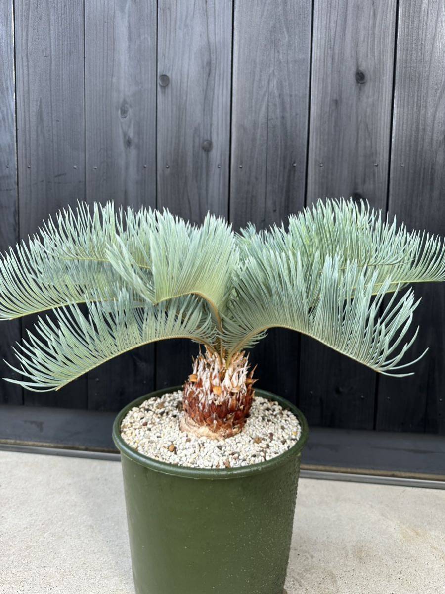 Yahoo!オークション - cycas cairnsiana サイカス カイルンシアナ 特選
