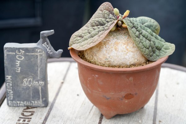 Yahoo!オークション - レア種 Adenia ovata アデニア・オバタ 発根済