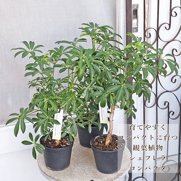 MEZCALERO seeds Agave OTEROI(2025年1月中旬撮影) | Pay ID