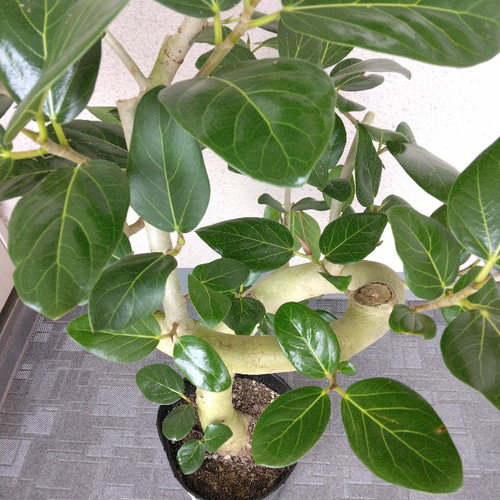 現品】フィカス【ベンガレンシス曲がり】ゴムの木 観葉植物 樹形綺麗