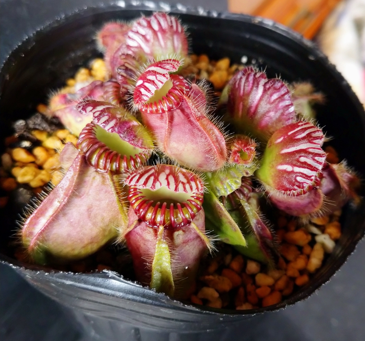 Cephalotus 'Giant (Araflora)' - MAD GRDEN'S LAB ～Takuchamanの
