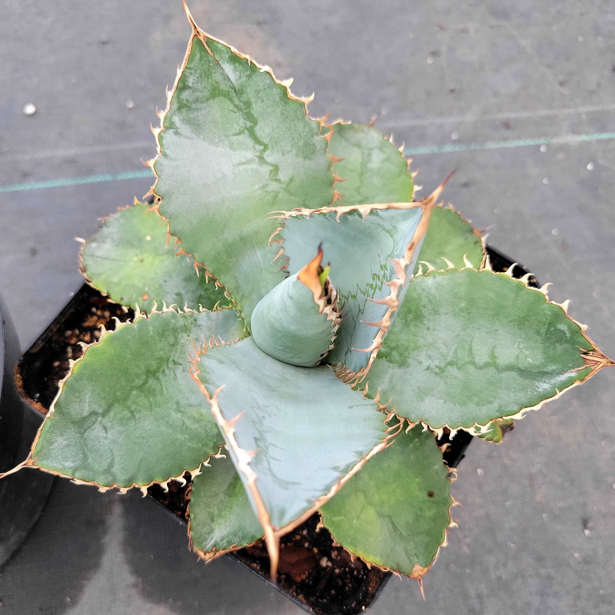 Agave titanota 'Lions Mane' – Happy Valley Plants