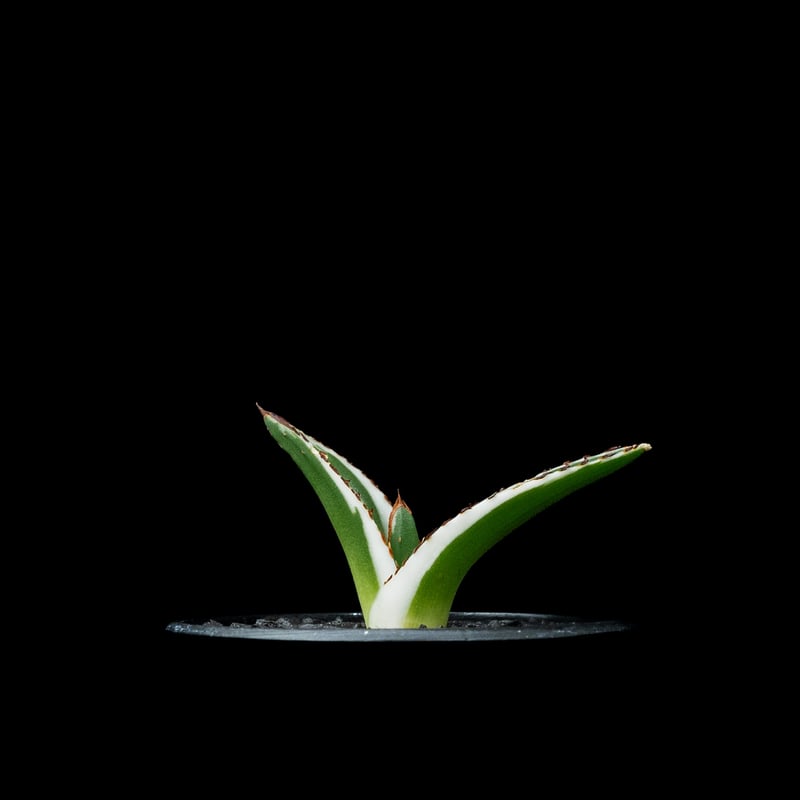 アガベ 氷山 / Agave victoriae-reginae 'Hyouzan' #2 |