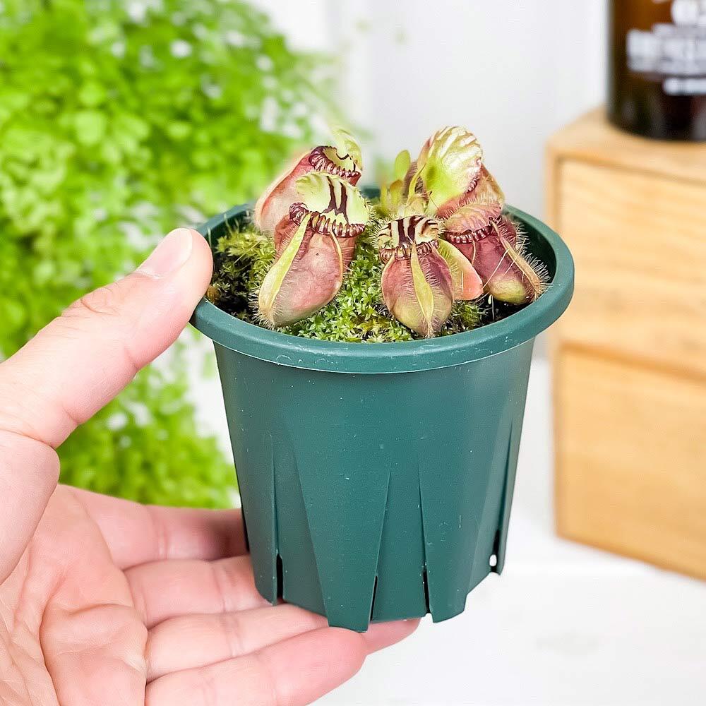 PLANCHU 食虫植物 セファロタス フォリキュラリス 3号鉢 受け皿付き