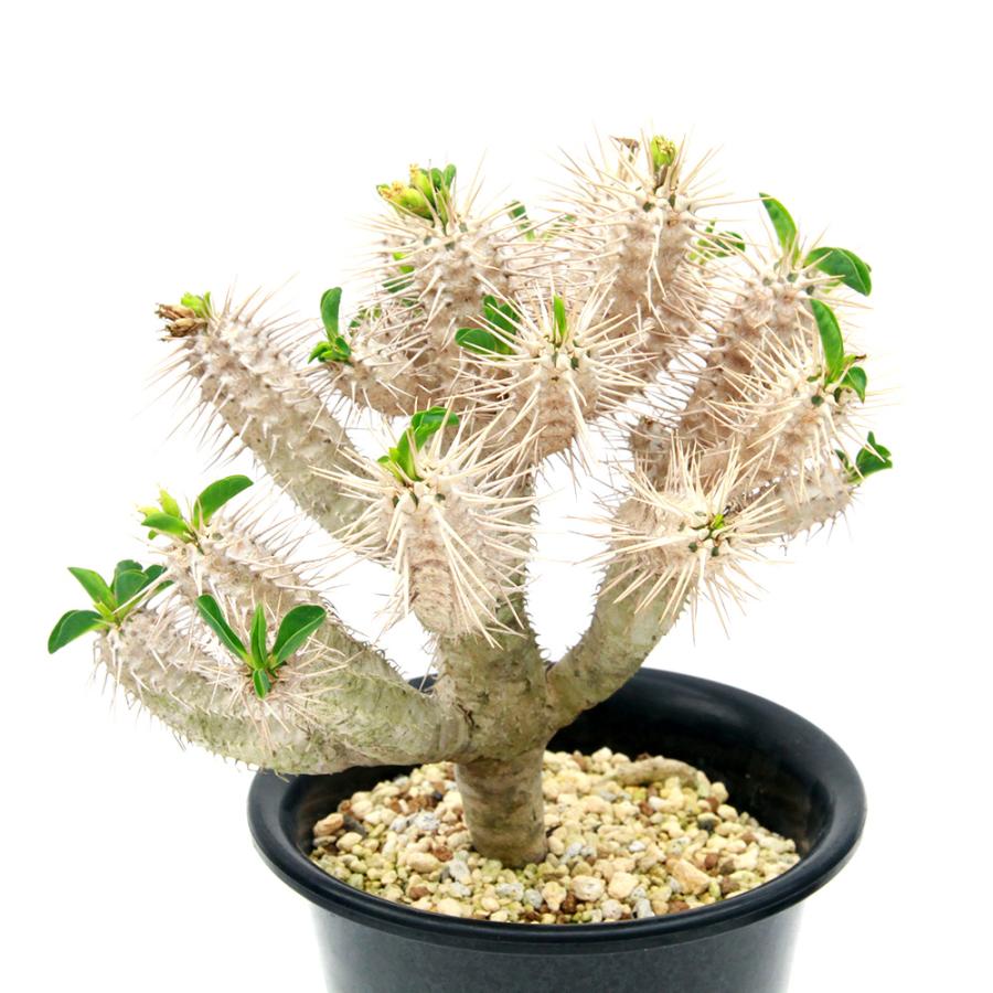 多肉植物）一点物 ユーフォルビア ギラウミニアナ 実生 5号（1鉢
