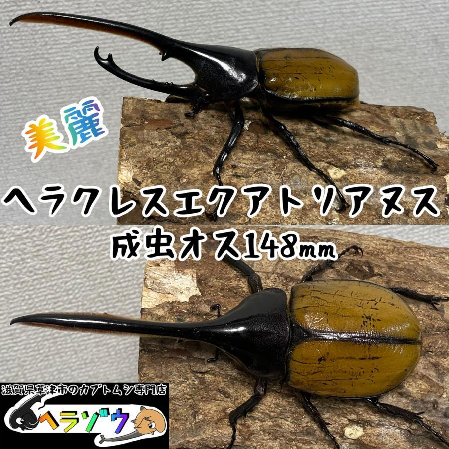 ヘラクレスエクアトリアヌス（ヘラクレスオオカブト亜種DHエクアトリア