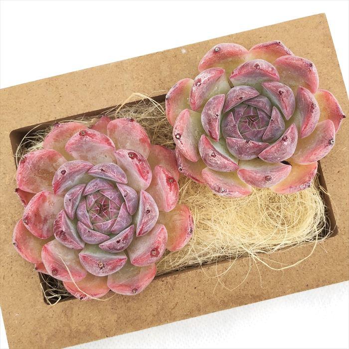 多肉植物 エケベリア キャンティクル 韓国苗 抜き苗 カット苗 約5cm