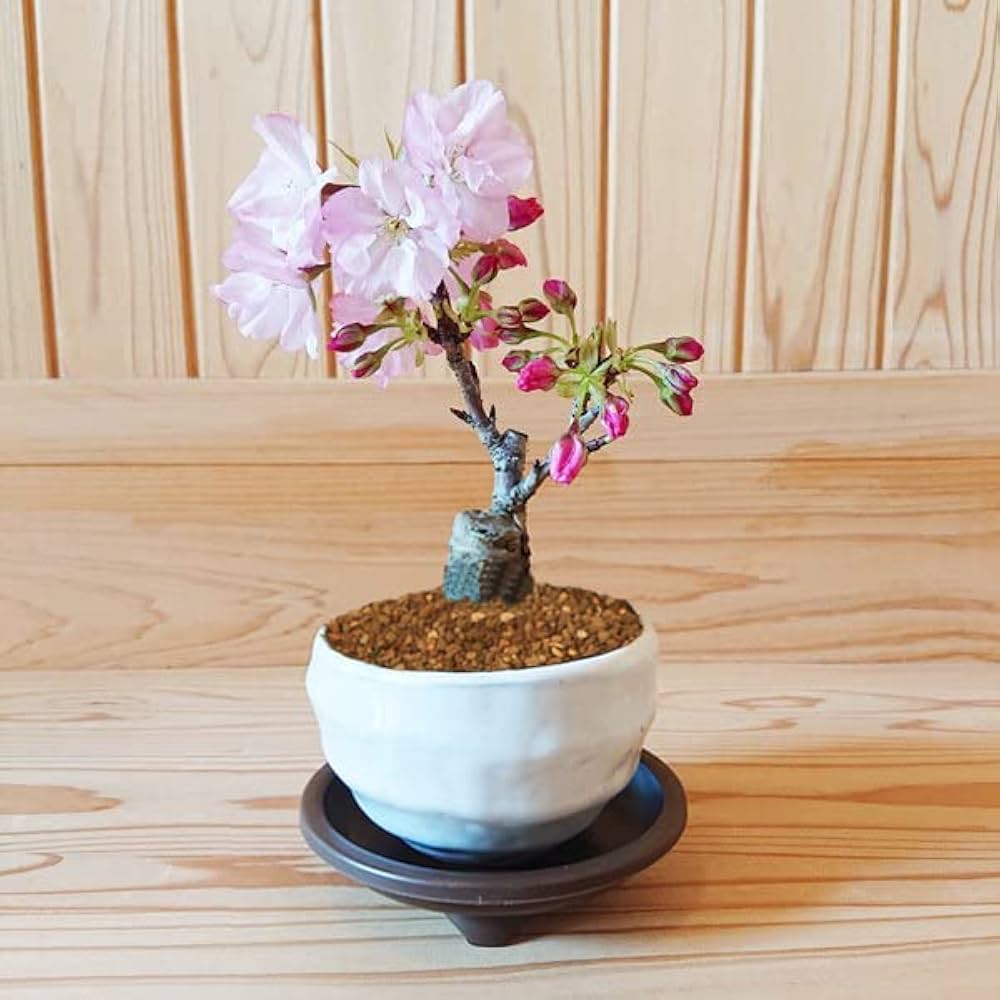 Amazon.co.jp: 遊恵盆栽 桜盆栽：ミニ旭山桜(白丸変形鉢)*受け皿付き