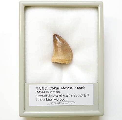 Amazon | SCIENCE 恐竜の化石「モササウルスの歯 化石 約20mm