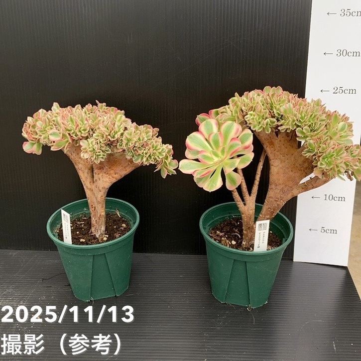 綴化アエオニウム ピンクウィッチ錦 4号｜観葉04-PA | □キーワード