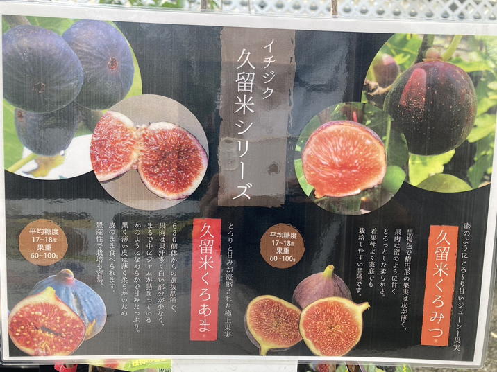イチジク 久留米くろあま（R）4号｜果樹04-PA | 果樹,イチジク | 赤塚