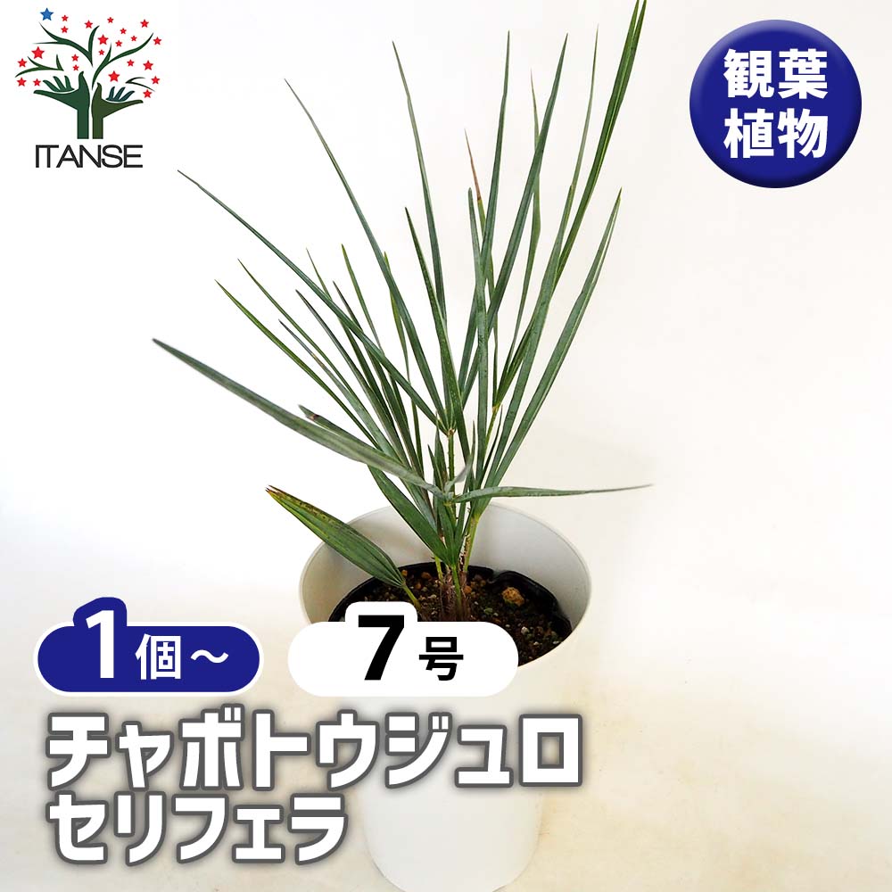 チャボトウジュロ(チャメロプス) セリフェラ 【観葉植物 7号／1個売り