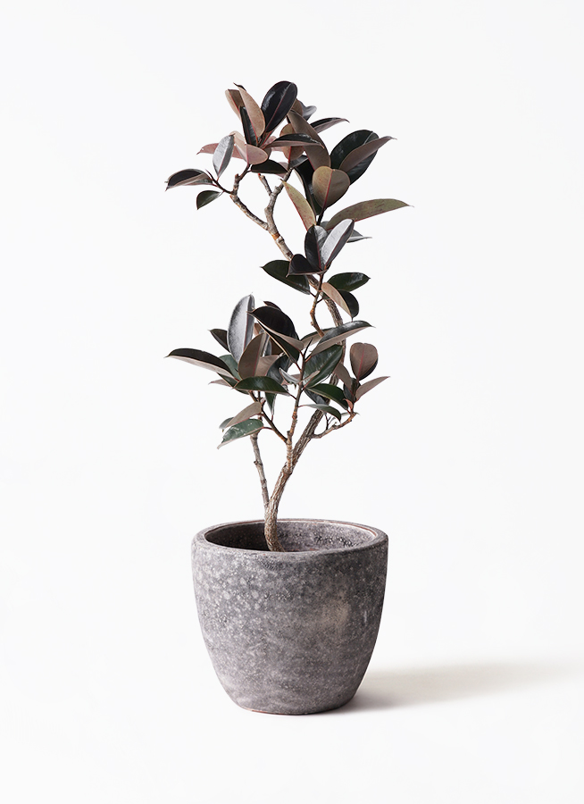 観葉植物 フィカス バーガンディ 8号 曲り プラスチック鉢 | 観葉植物