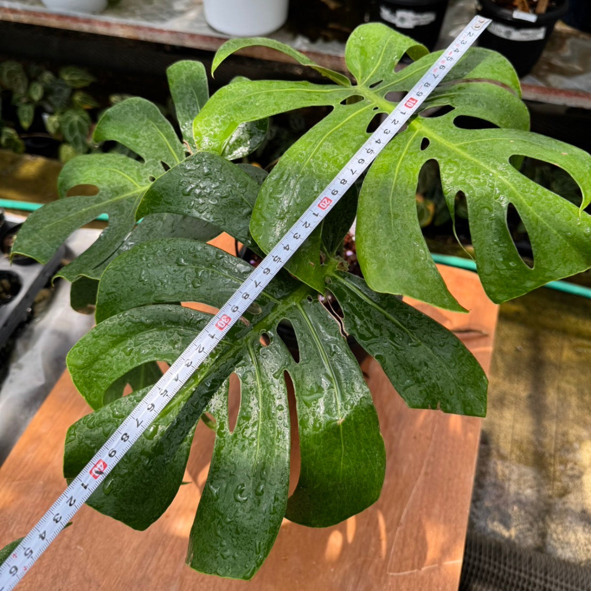 希少】モンステラ デリシオーサ 'マクロコズム' – RARE PLANTS JAPAN