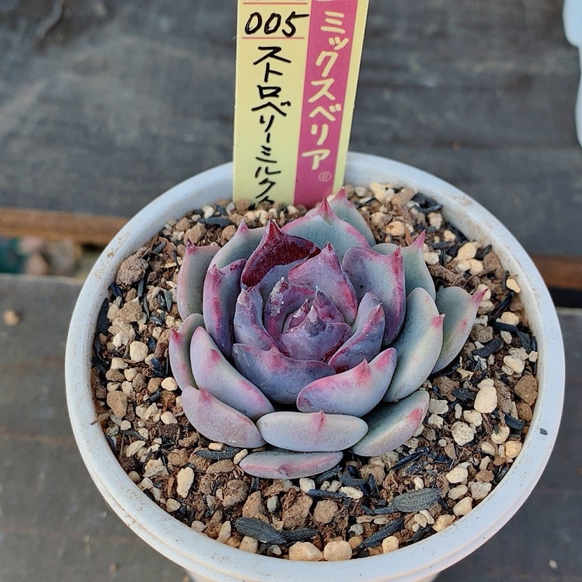 ストロベリーミルククラウン | ❤️植物に心をトラレマシタ❤️
