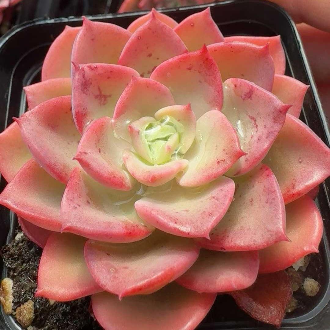 Top【選抜株】多肉植物　22330レモン　ローズ錦綴化 12個　鉢無し/脱土 エケベリア レモンローズ錦 Echeveria 'Lemon Rose Variegated'｜多肉