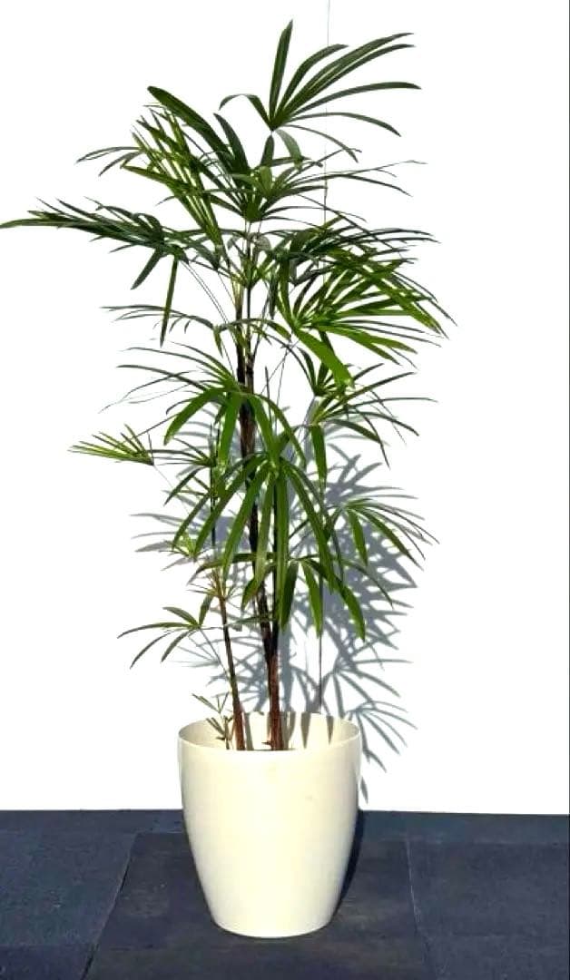 棕櫚竹　シュロチク シュロチク（棕櫚竹） | 観葉植物の通販ならHitoHana（ひとはな）