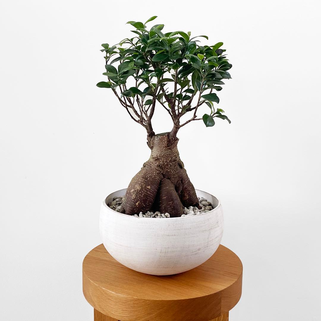 観葉植物 ガジュマル 観葉植物 ガジュマル 太幹大株 8号平鉢 受け皿付き 育て方説明書付き