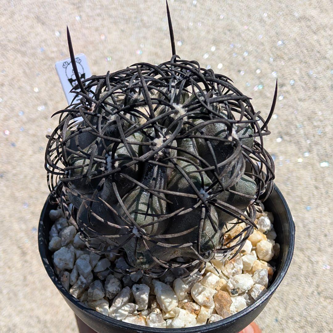 ハ*チ様 グリセオビオラセア 鉢植え メルカリ便送料込み メルカリ【植物の梱包方法】【鉢ごと発送】ダンボール編 - YouTube