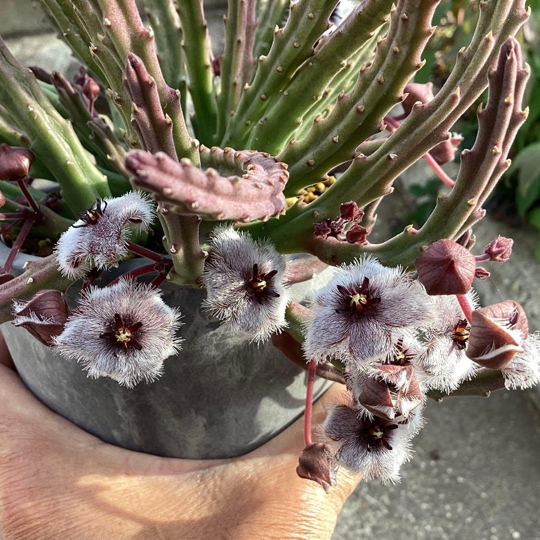 Stapelia paniculata ssp. paniculata 　激レア 2026年最新】stapeliaの人気アイテム - メルカリ