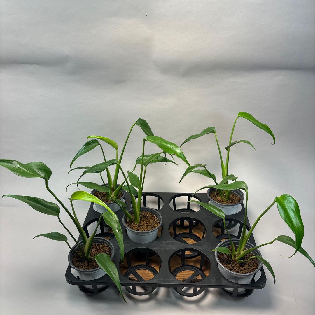 S*T様 5株ms13セットモンステラ バールマルクスフレーム 楽天市場】『モンステラ バールマルクスフレーム』Monstera 'Burle