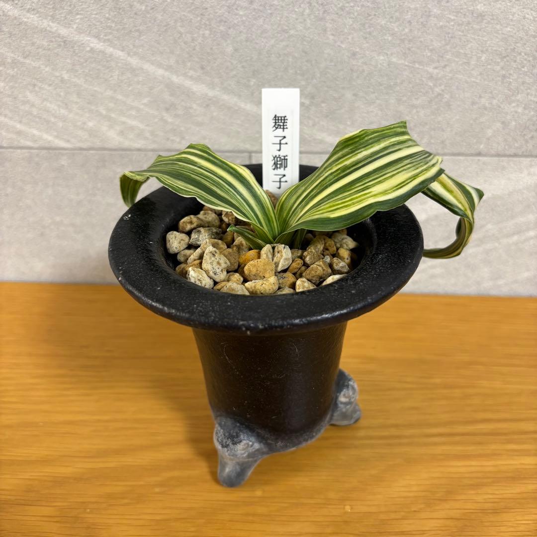 万年青　舞子獅子　縞　虎　獅子系　鉢付き 舞子獅子の縞覆輪 – Plant Space Vineyard